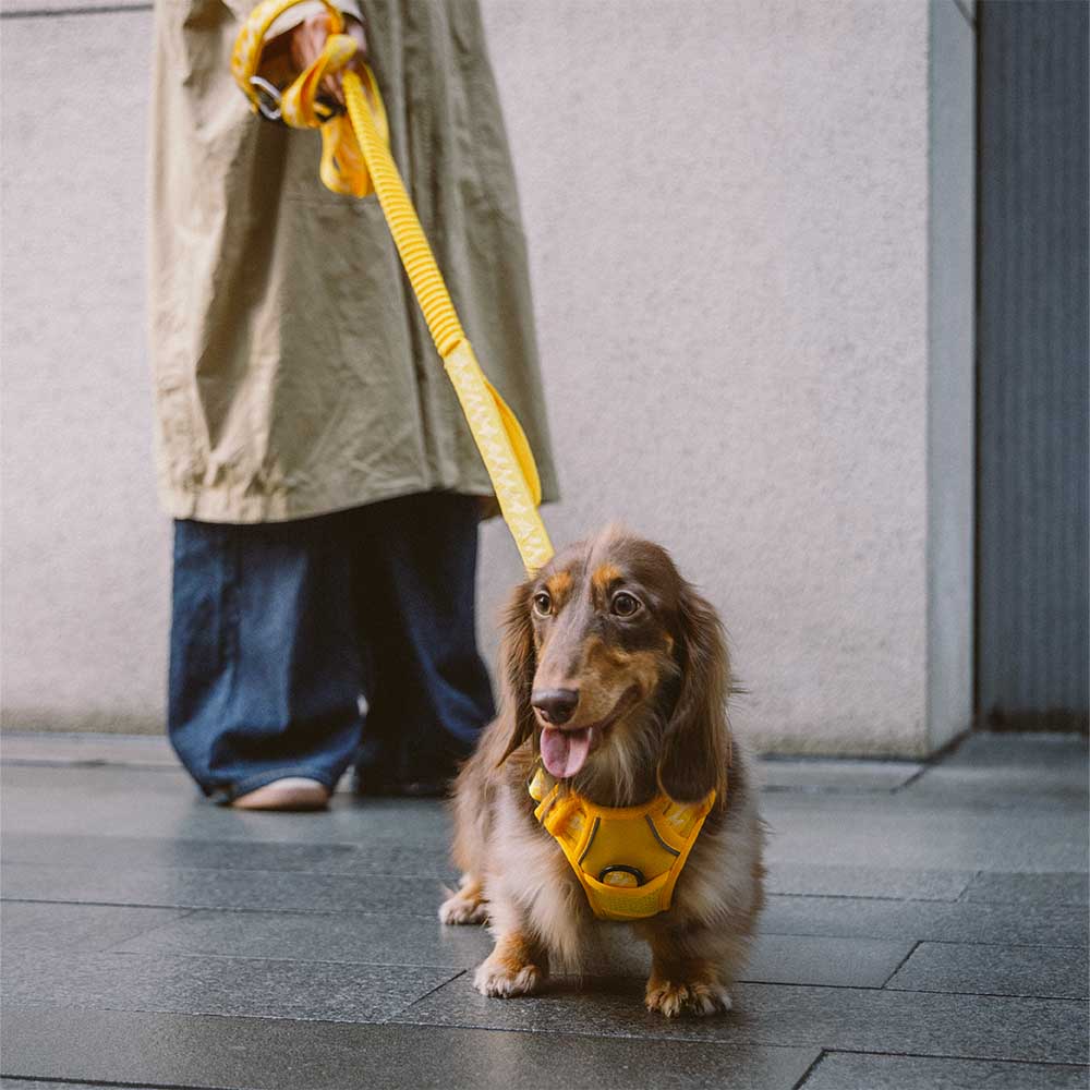 FUNNYFUZZY Reflective Adjustable Outdoor Dog Harness - Flexi Walker