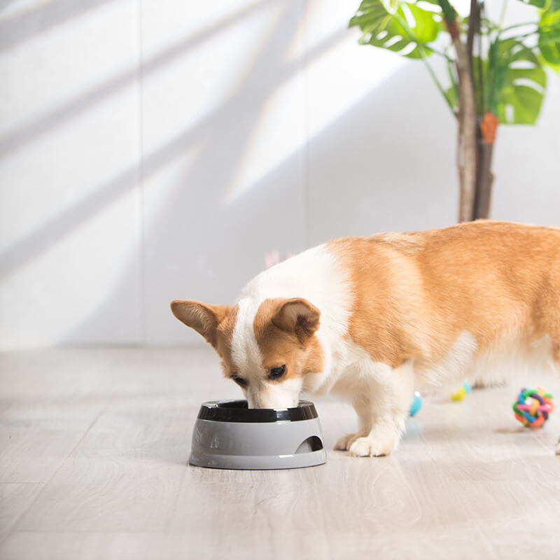 Vehicle Travel Carried No Spill Dog Water Bowl with Floating Disk