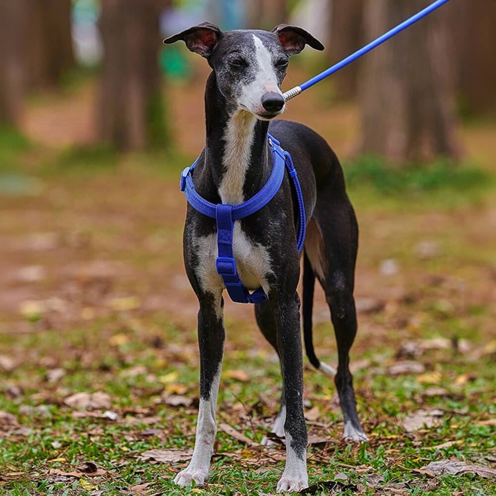 Easy to Wear Adjustable No-Pull Dog Harness Walk Set