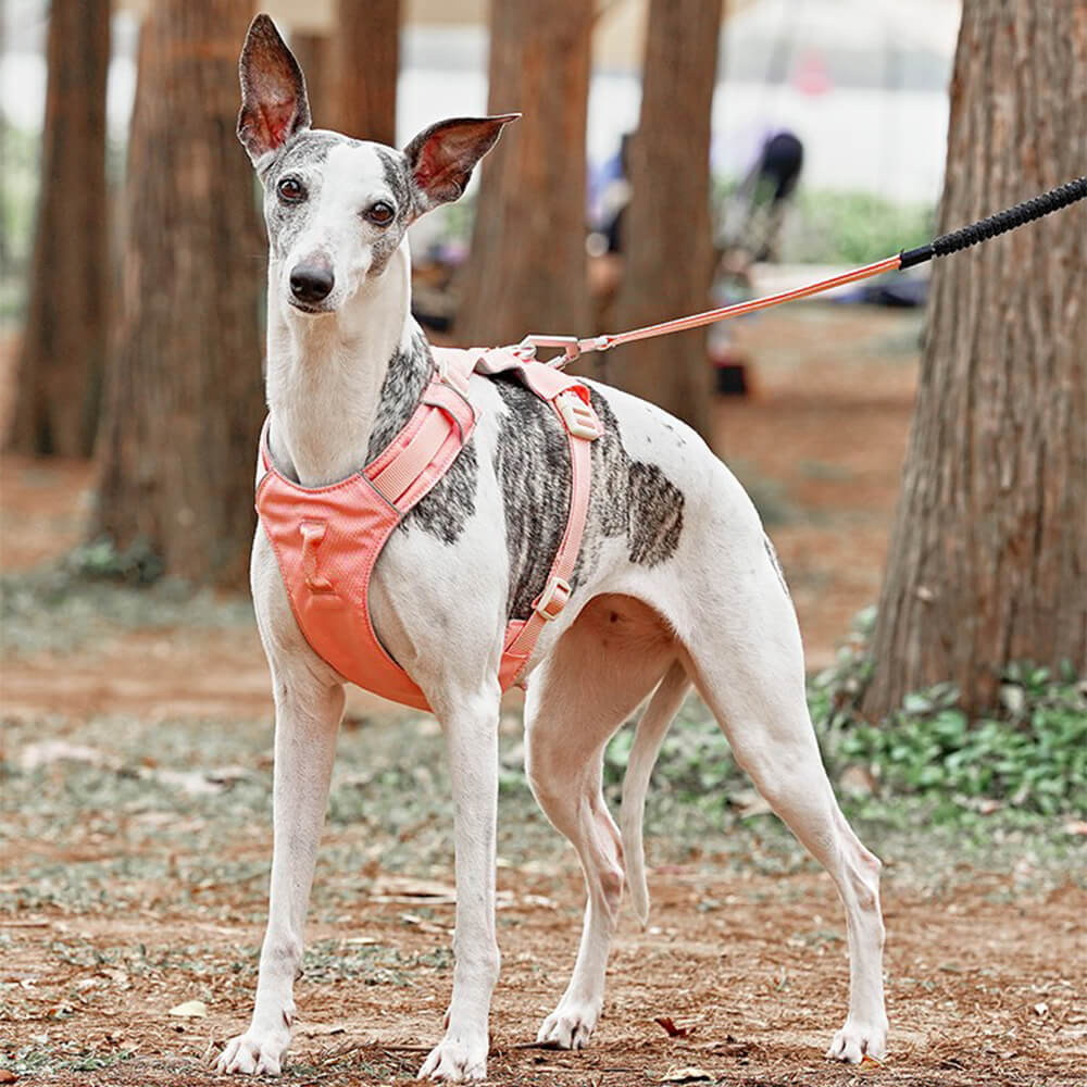 Leichtes, wasserdichtes, atmungsaktives Anti-Pull-Hundegeschirr und multifunktionale Leine