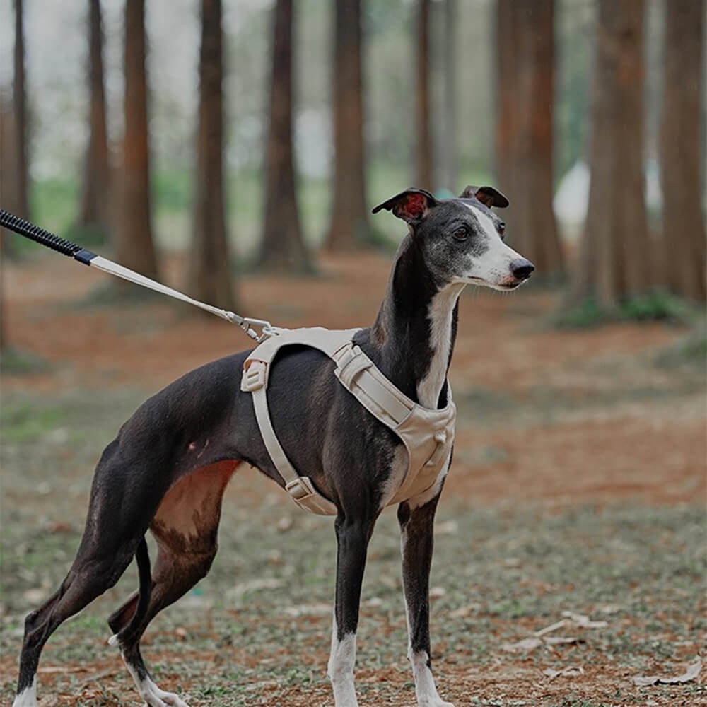 Leichtes, wasserdichtes, atmungsaktives Anti-Pull-Hundegeschirr und multifunktionale Leine