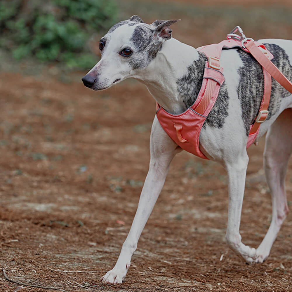 Leichtes, wasserdichtes, atmungsaktives Anti-Pull-Hundegeschirr und multifunktionale Leine