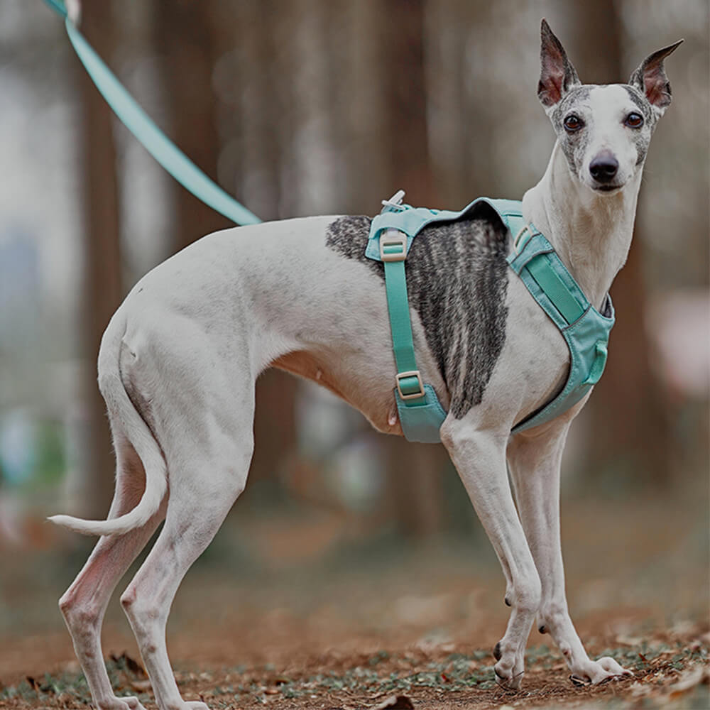 Leichtes, wasserdichtes, atmungsaktives Anti-Pull-Hundegeschirr und multifunktionale Leine