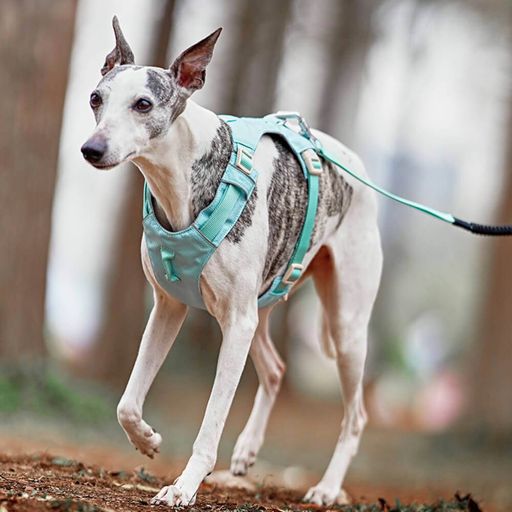 Leichtes, wasserdichtes, atmungsaktives Anti-Pull-Hundegeschirr und multifunktionale Leine