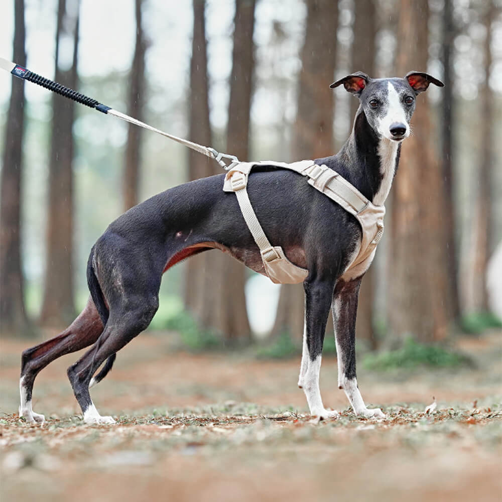 Leichtes, wasserdichtes, atmungsaktives Anti-Pull-Hundegeschirr und multifunktionale Leine