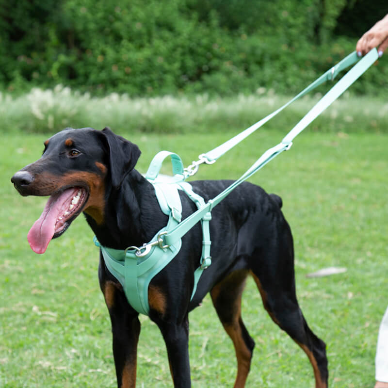 Gummy Dog Leash